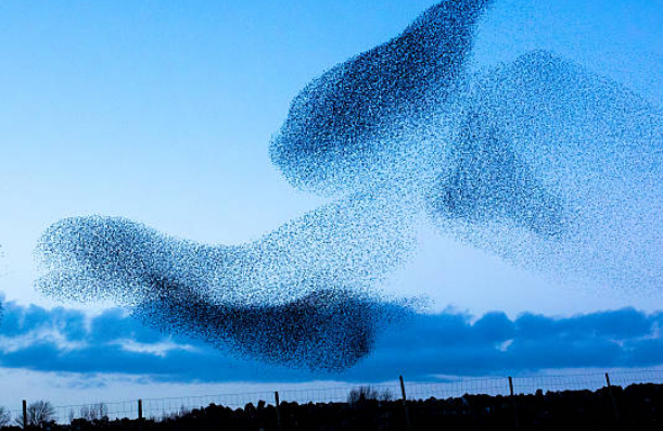Starlings House